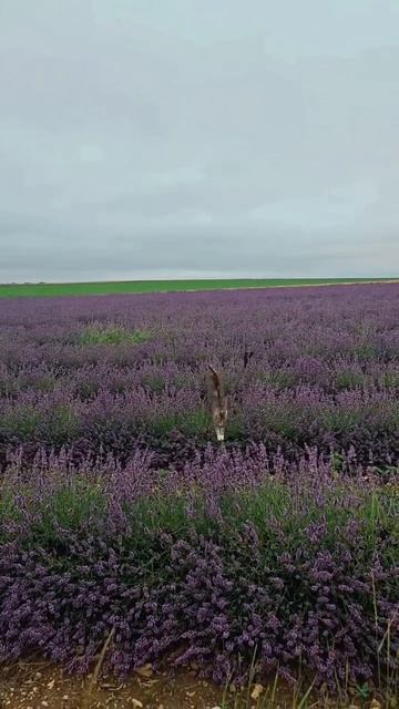 VID_20250819_111743_204.mp4