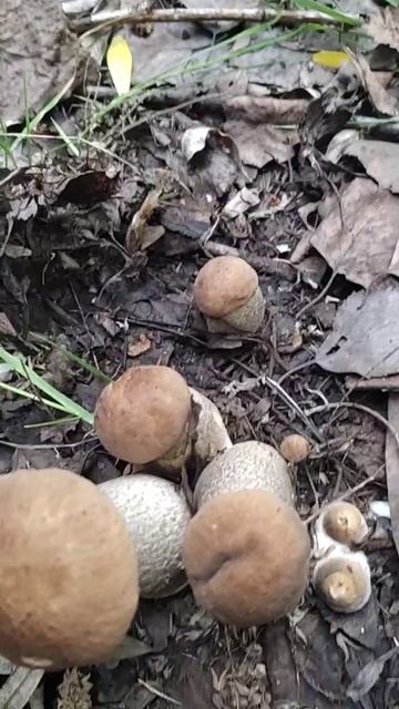 VID_20250819_144209_182.mp4