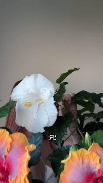 А как ты справляешься с плохим настроением?🥹#гибискусы #комнатныерастения #hibibloom #hibibloomflowe