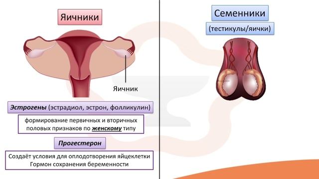 Видео-лекция №10.5 Половые железы