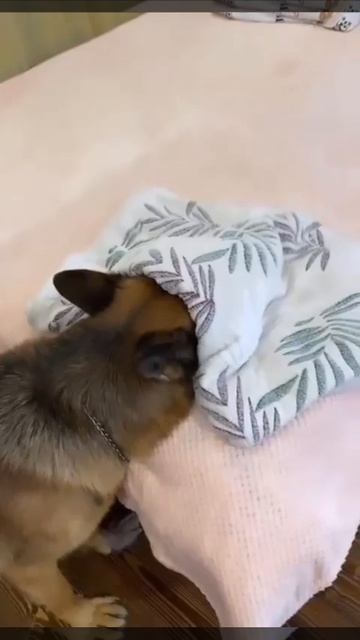 VID_20250819_111824_704.mp4