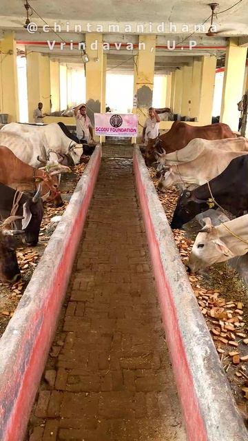 19 августа. Аннада экадаши. Раздача сухариков коровкам