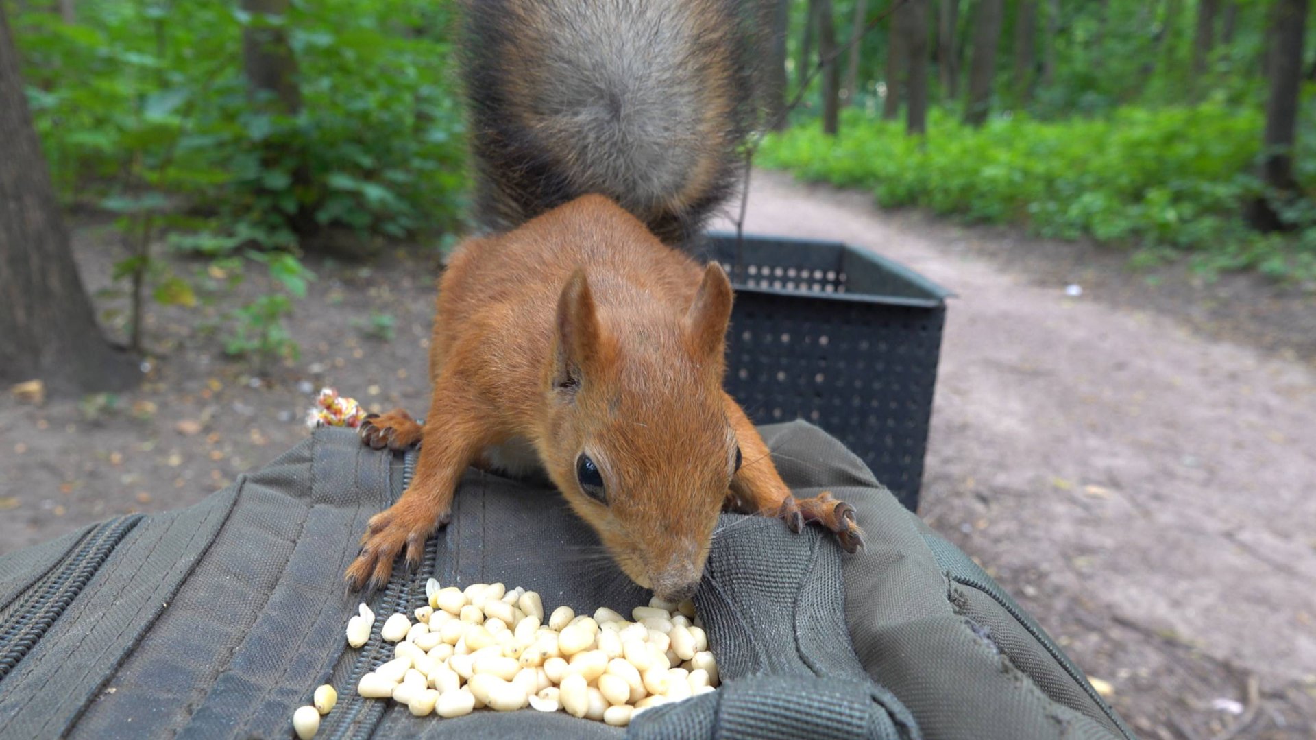 О белках и кормушках. Зарисовка