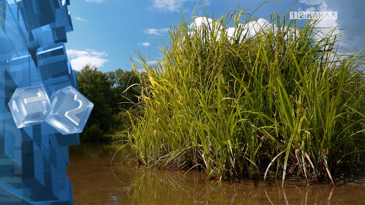 О погоде в Березовском на предстоящую неделю рассказали синоптики кемеровского гидрометцентра.