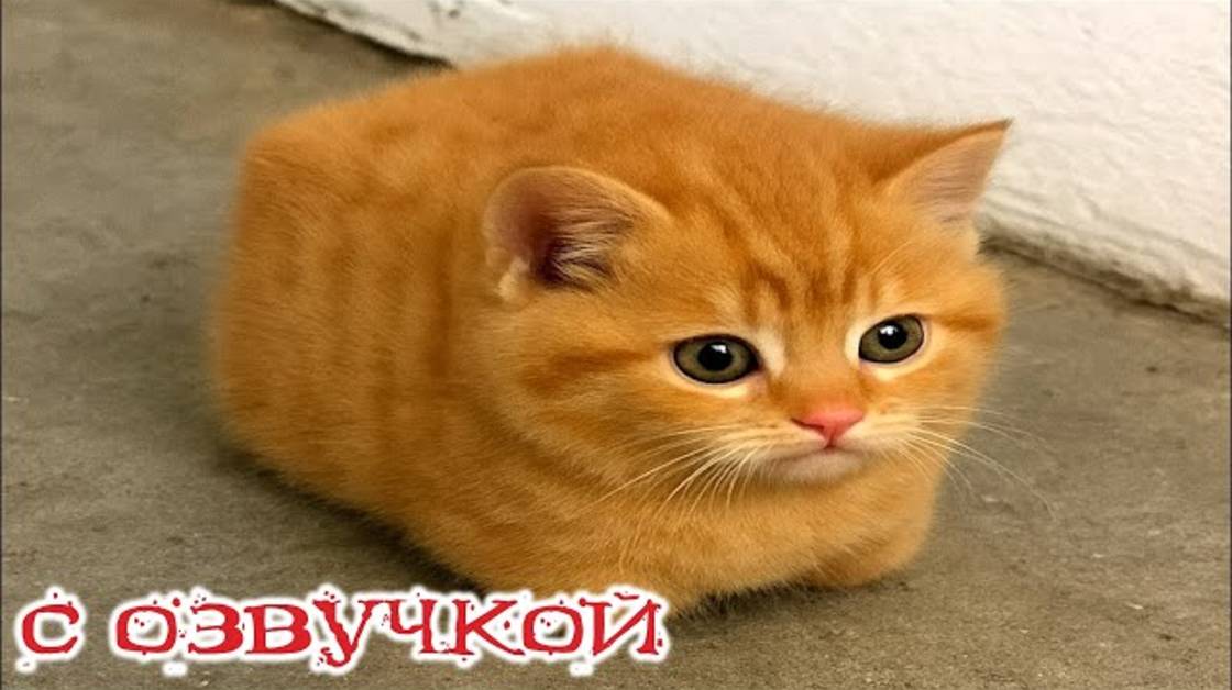 Приколы с котами! С ОЗВУЧКОЙ! Смешные коты и собаки! САМЫЕ СМЕШНЫЕ ЖИВОТНЫЕ!