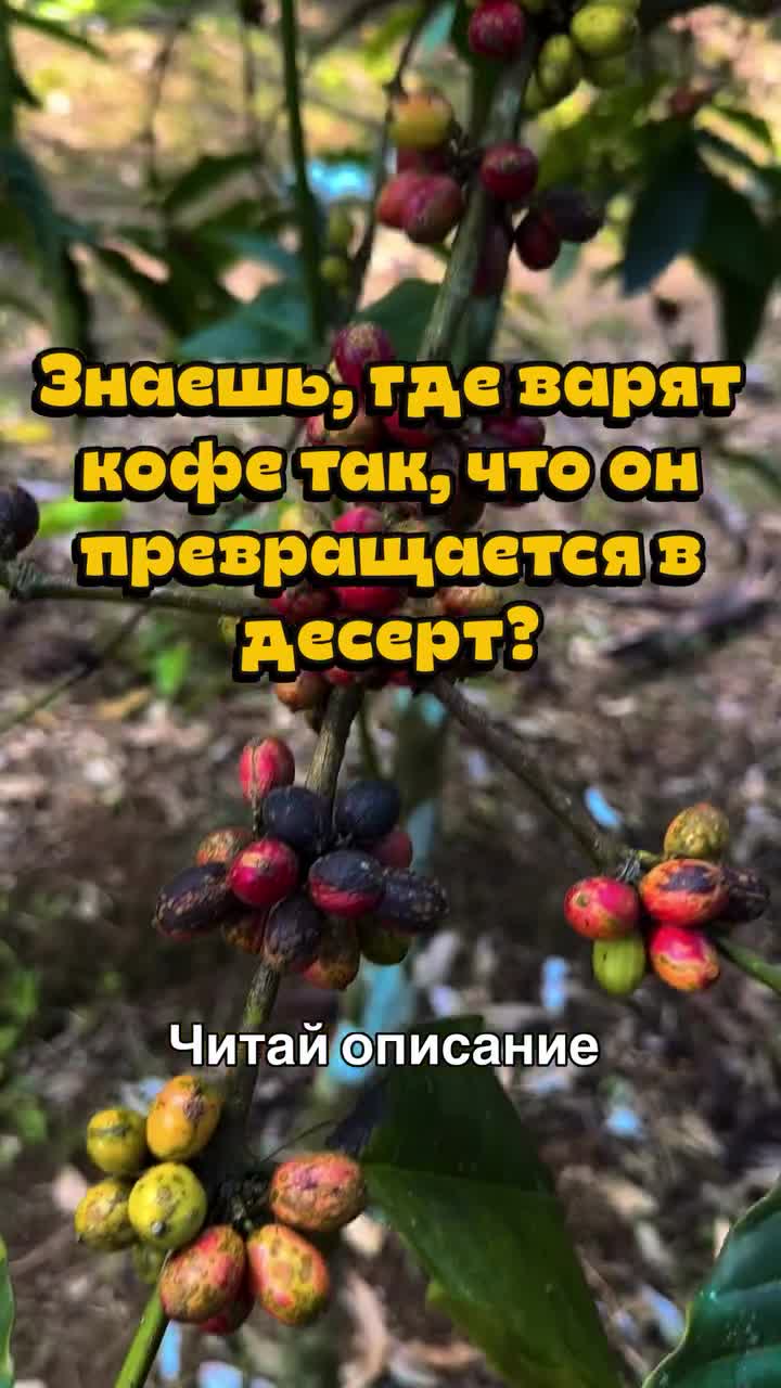 � Вьетнам — кофейная держава, о чём многие даже не догадываются. По экспорту кофейных зёрен стран...