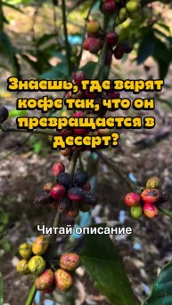 � Вьетнам — кофейная держава, о чём многие даже не догадываются. По экспорту кофейных зёрен стран...