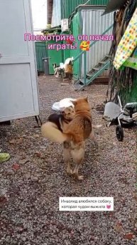 Инвалид-спинальник влюбился! Самое милое видео 💓