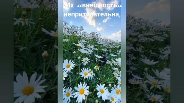 VID_20250819_150720_097.mp4