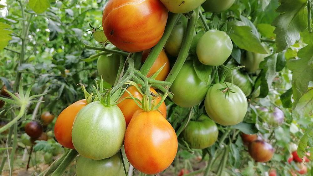 Томат Медовый Гребень