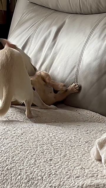 Наши чихуахуа Лилли и Люси