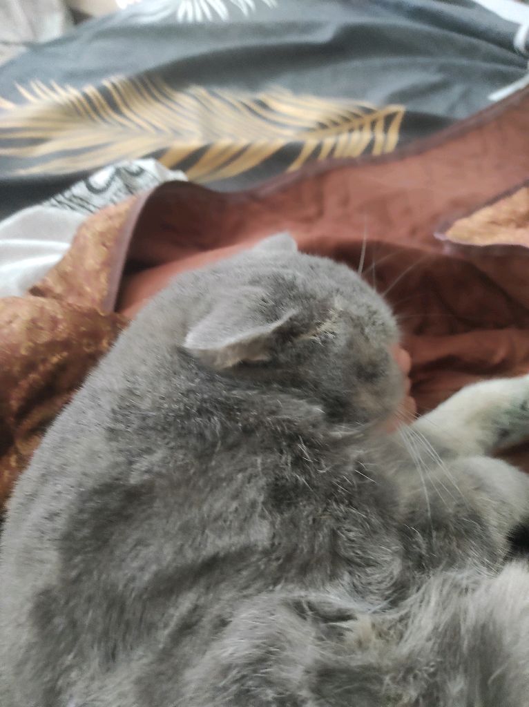 абзор на лëпу