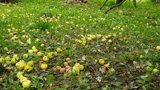 Опять безобразие