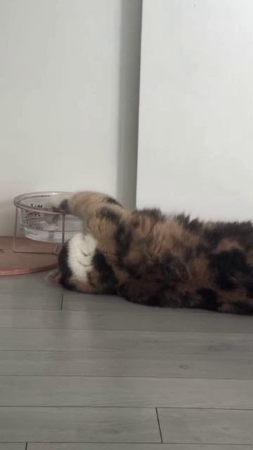 VID_20250819_144657_301.mp4