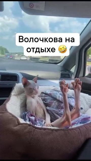 VID_20250819_144924_171.mp4