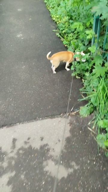 Сеня вообще молодец и спит и ест и гуляет хорошо😁