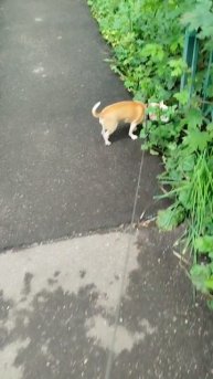 Сеня вообще молодец и спит и ест и гуляет хорошо😁