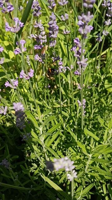 Мохнатый шмель на душистой лаванде ☺🐝