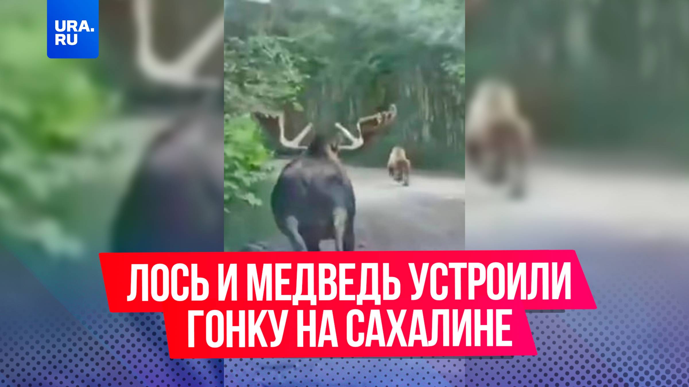 Лось и медведь устроили гонку на Сахалине