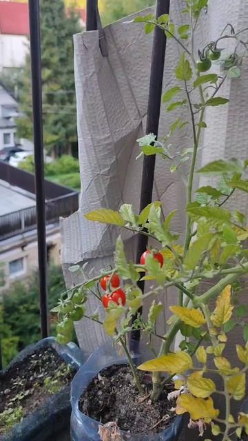 VID_20250819_144722_151.mp4