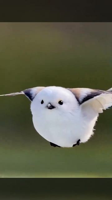 VID_20250819_111709_940.mp4