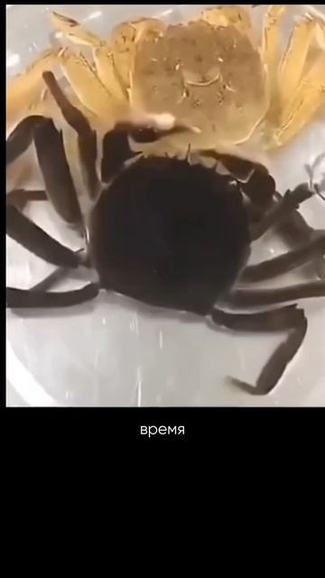 Крабы-крабы #русалка #море #факты #интересное #животные #краб