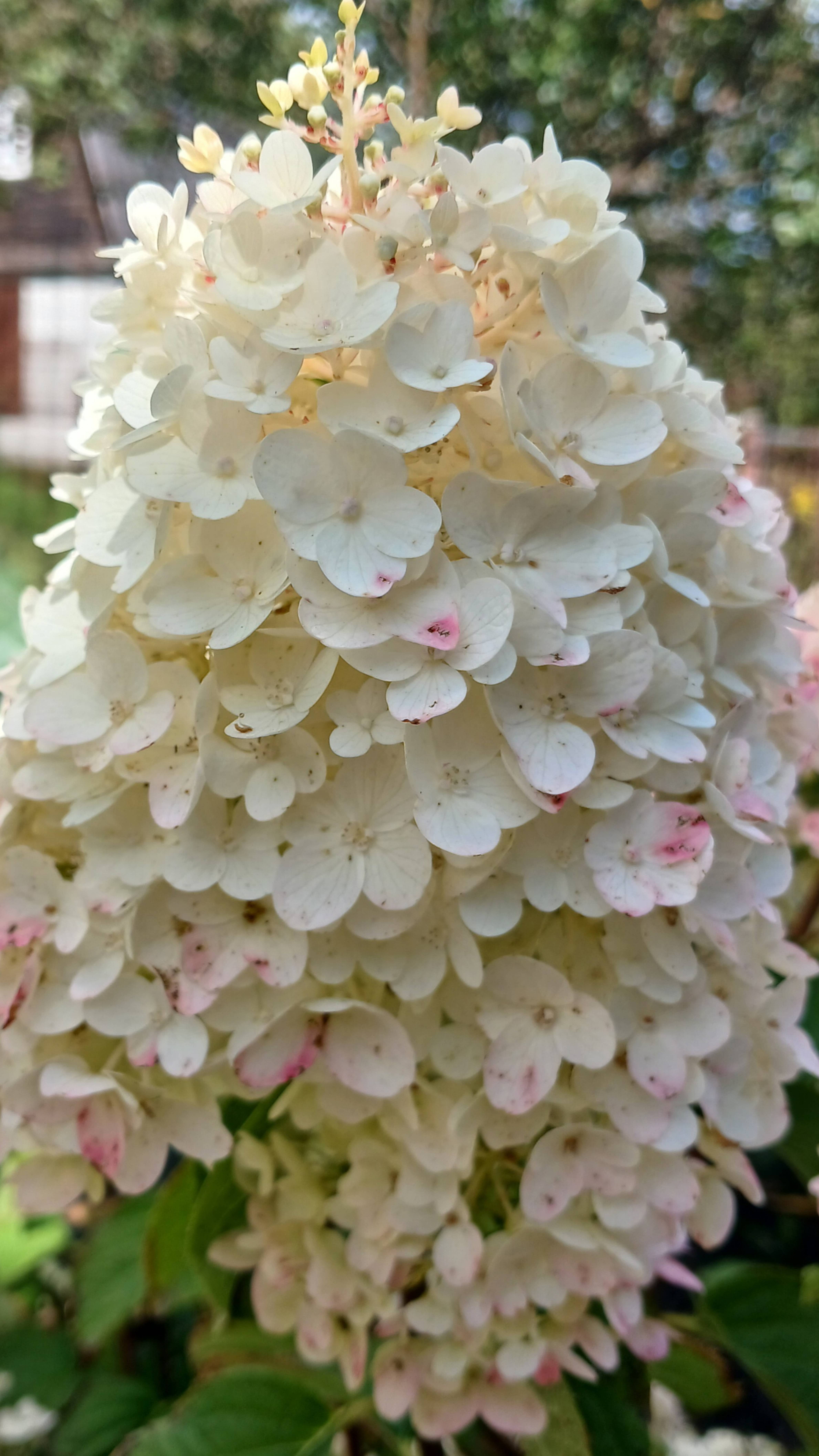 Гортензии в моем саду