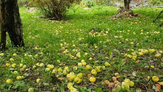 Да, сбрасывает Сад свои одежды...