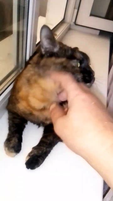 Сыроед! Котенок Барсик любит курицу, минтай и селедку.