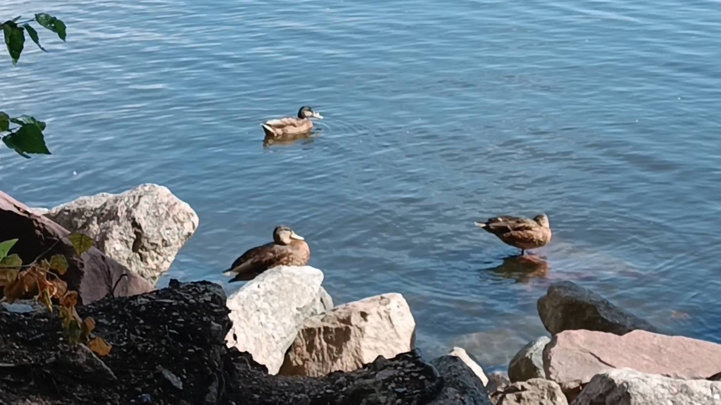 Уточки уплывают вдаль