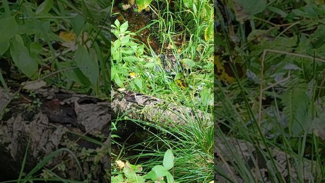 Что за лесные грибы в августе?