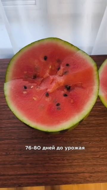 Арбуз Бедуин в Архангельске! 🍉❄️ Северный урожай 6–7 кг