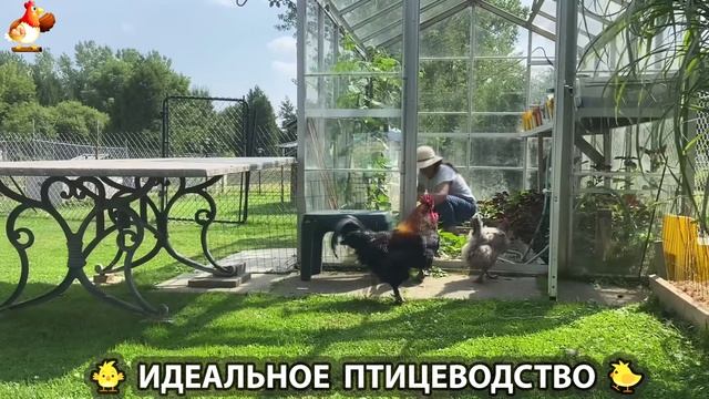 Идеальное птицеводство достойно восхищения 🐓🦆🦢🦚🦃🐔 эпизод (321)