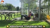 Идеальное птицеводство достойно восхищения 🐓🦆🦢🦚🦃🐔 эпизод (321)