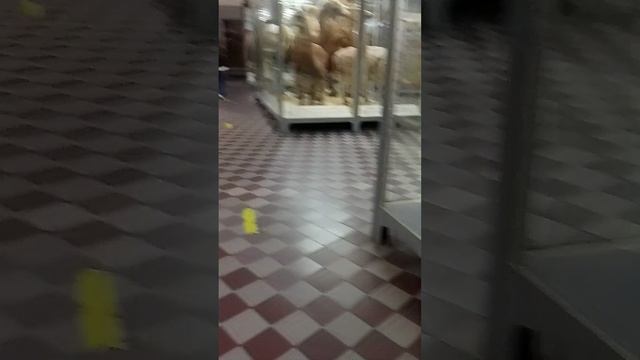 зоологический музей 3 серия