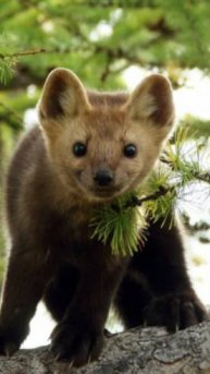 игра с мячом, довольны все😃