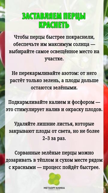 Заставляем перцы краснеть