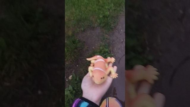 вечер хамилиона