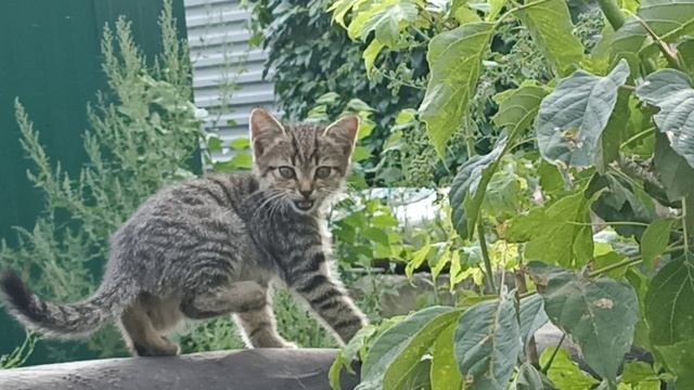 Серый котёночек на тех же трубах.