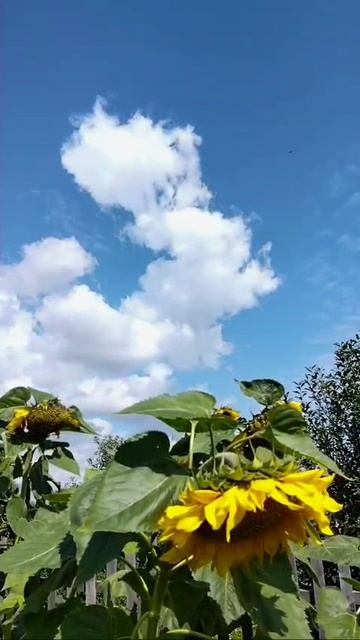 Везде сердца, везде любовь)