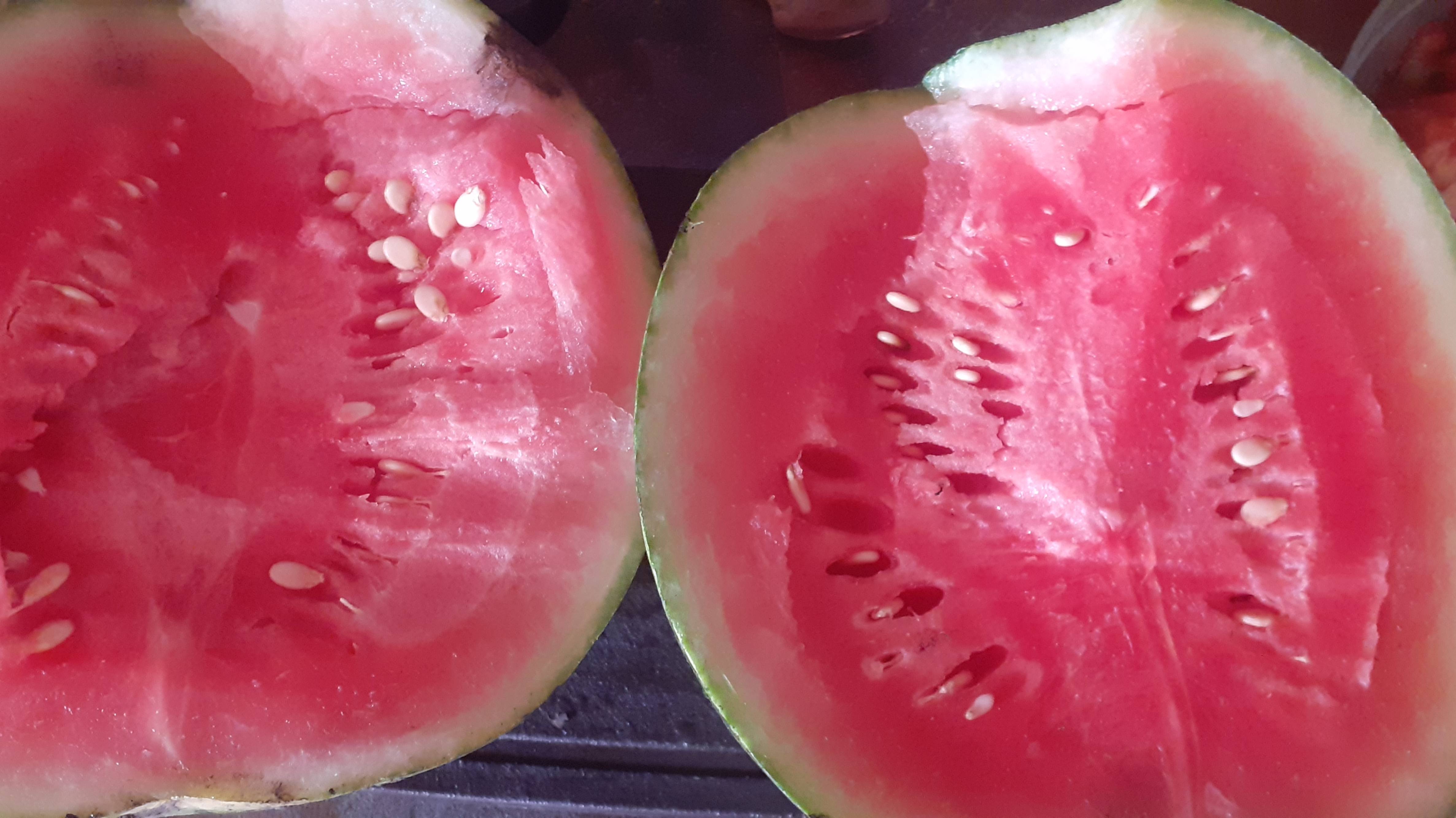 19.08.2025 Собран первый пробный арбуз открытого грунта.