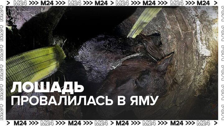 Лошадь провалилась в глубокую яму в Краснодарском крае - Москва 24