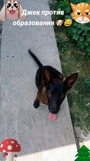 Джек против образования🐶 😅