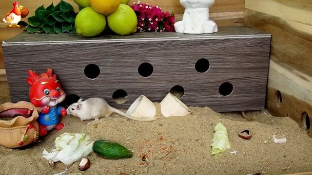 Видео для кошек про крысок развлекать питомцев 🐭🐀😂 (273)