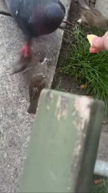 Главный пришёл 😂