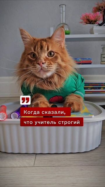 Котики в школе
#животные