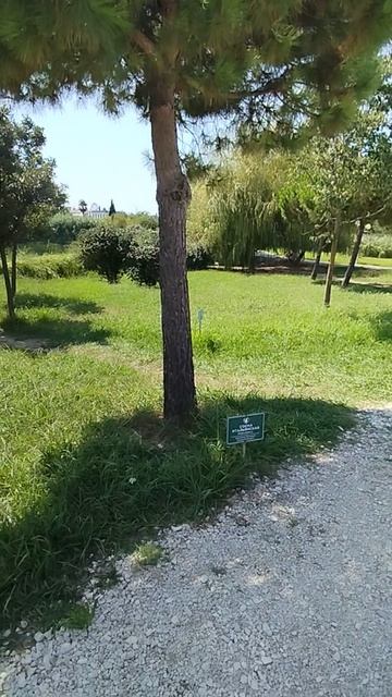 Итальянская сосна