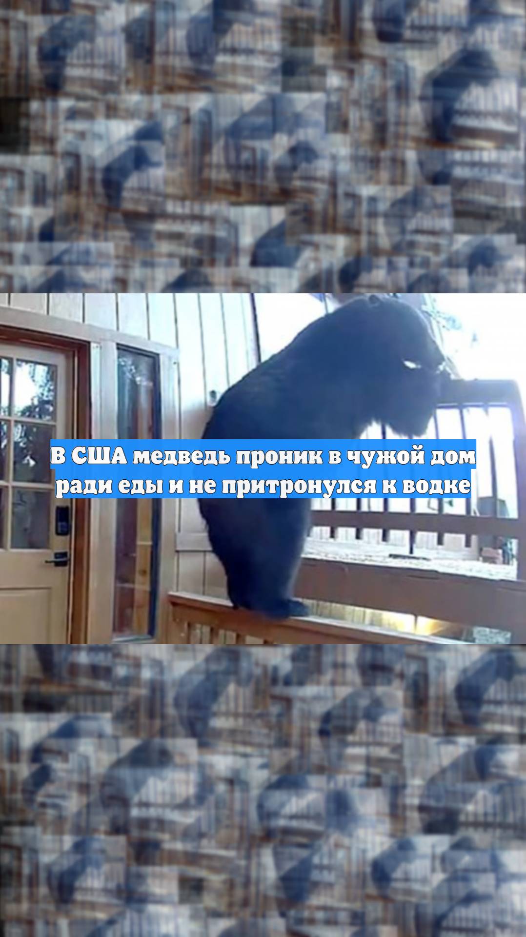 В США медведь проник в чужой дом ради еды и не притронулся к водке