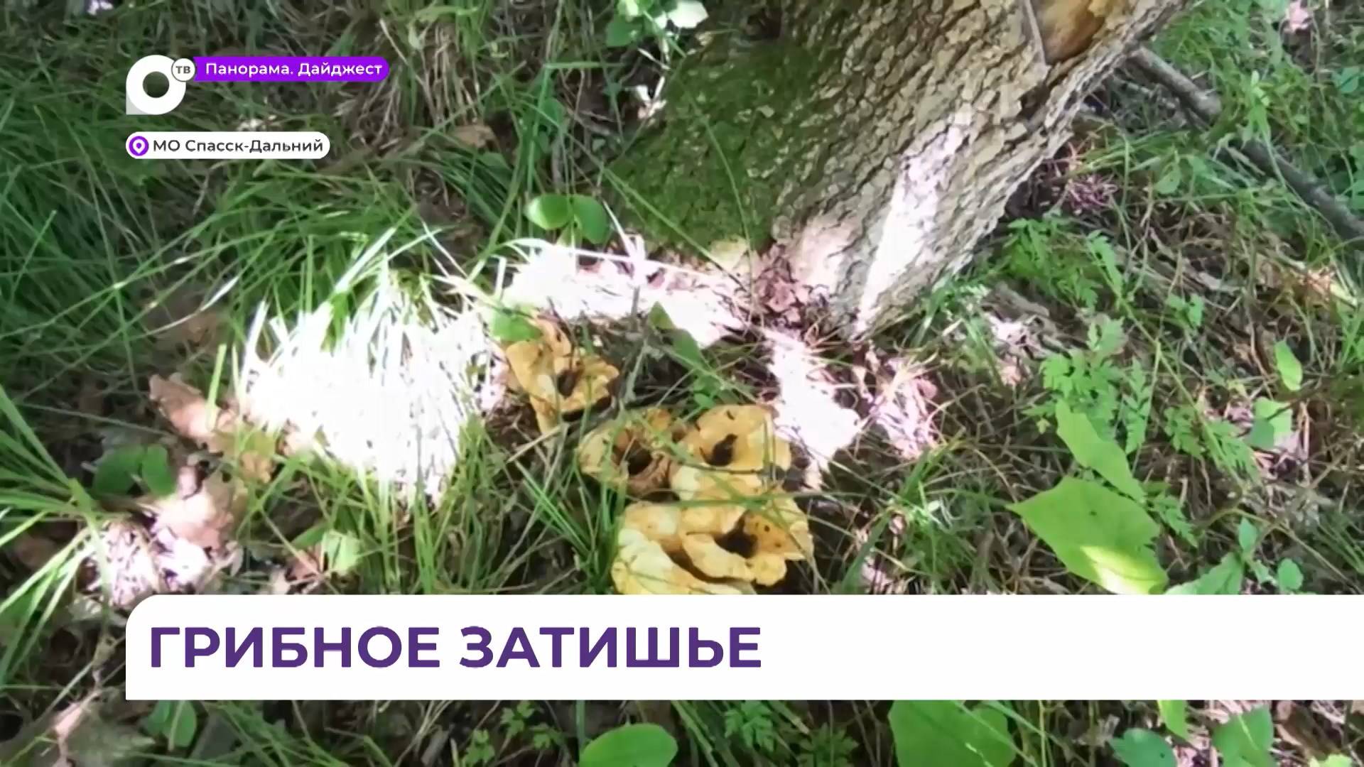 Грибов в лесах вокруг Спасска практически нет из-за аномальной жары