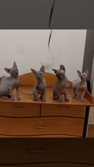 Маленькая банда 😊 помет на букву А, 3,5 месяца.